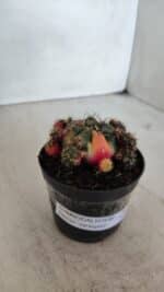 Gymnocalycium DAMSII VARIEGATA Nº 13 – vaso 09 - Imagem 11