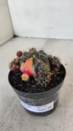 Gymnocalycium DAMSII VARIEGATA Nº 13 – vaso 09 - Imagem 10