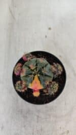 Gymnocalycium DAMSII VARIEGATA Nº 13 – vaso 09 - Imagem 9