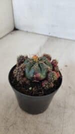 Gymnocalycium DAMSII VARIEGATA Nº 13 – vaso 09 - Imagem 7