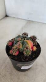 Gymnocalycium DAMSII VARIEGATA Nº 13 – vaso 09 - Imagem 6