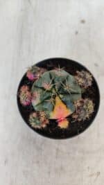 Gymnocalycium DAMSII VARIEGATA Nº 13 – vaso 09 - Imagem 3