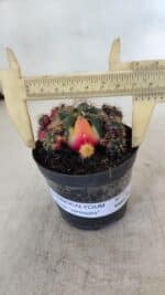 Gymnocalycium DAMSII VARIEGATA Nº 13 – vaso 09 - Imagem 4