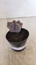 ASTROPHYTUM cv KIKKO Nº 1026 – vaso 09 - Imagem 2