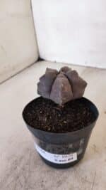 ASTROPHYTUM cv KIKKO Nº 1026 – vaso 09 - Imagem 9