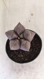 ASTROPHYTUM cv KIKKO Nº 1026 – vaso 09 - Imagem 3