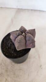 ASTROPHYTUM cv KIKKO Nº 1026 – vaso 09 - Imagem 8