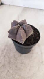 ASTROPHYTUM cv KIKKO Nº 1026 – vaso 09 - Imagem 7