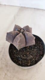 ASTROPHYTUM cv KIKKO Nº 1026 – vaso 09 - Imagem 6