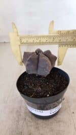 ASTROPHYTUM cv KIKKO Nº 1026 – vaso 09 - Imagem 4