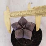 ASTROPHYTUM cv KIKKO Nº 1026 – vaso 09