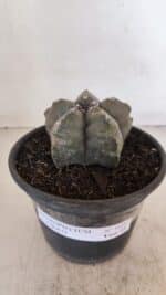 ASTROPHYTUM cv KIKKO Nº 1028 – vaso 15 - Imagem 2