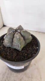 ASTROPHYTUM cv KIKKO Nº 1028 – vaso 15 - Imagem 9