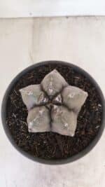 ASTROPHYTUM cv KIKKO Nº 1028 – vaso 15 - Imagem 3