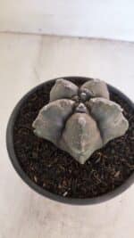 ASTROPHYTUM cv KIKKO Nº 1028 – vaso 15 - Imagem 7