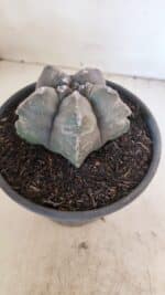 ASTROPHYTUM cv KIKKO Nº 1028 – vaso 15 - Imagem 8