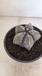 ASTROPHYTUM cv KIKKO Nº 1028 – vaso 15 - Imagem 6