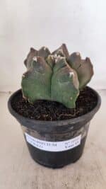 MATRIZ ASTROPHYTUM cv KIKKO Nº 1030 – vaso 15 - Imagem 2