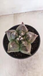 MATRIZ ASTROPHYTUM cv KIKKO Nº 1030 – vaso 15 - Imagem 3