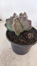 MATRIZ ASTROPHYTUM cv KIKKO Nº 1030 – vaso 15 - Imagem 8