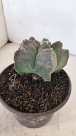 MATRIZ ASTROPHYTUM cv KIKKO Nº 1030 – vaso 15 - Imagem 7