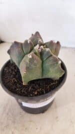 MATRIZ ASTROPHYTUM cv KIKKO Nº 1030 – vaso 15 - Imagem 6