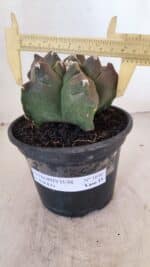 MATRIZ ASTROPHYTUM cv KIKKO Nº 1030 – vaso 15 - Imagem 4