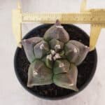 MATRIZ ASTROPHYTUM cv KIKKO Nº 1030 – vaso 15