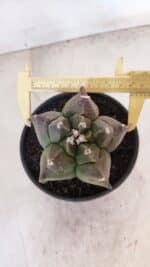 MATRIZ ASTROPHYTUM cv KIKKO Nº 1030 – vaso 15