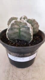 ASTROPHYTUM cv KIKKO Nº 1031 – vaso 15 - Imagem 2