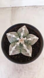 ASTROPHYTUM cv KIKKO Nº 1031 – vaso 15 - Imagem 3