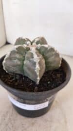 ASTROPHYTUM cv KIKKO Nº 1031 – vaso 15 - Imagem 10