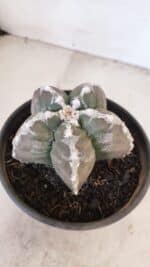 ASTROPHYTUM cv KIKKO Nº 1031 – vaso 15 - Imagem 9