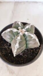 ASTROPHYTUM cv KIKKO Nº 1031 – vaso 15 - Imagem 7