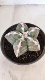 ASTROPHYTUM cv KIKKO Nº 1031 – vaso 15 - Imagem 6