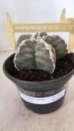 ASTROPHYTUM cv KIKKO Nº 1031 – vaso 15 - Imagem 4