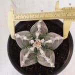 ASTROPHYTUM cv KIKKO Nº 1031 – vaso 15