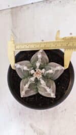 ASTROPHYTUM cv KIKKO Nº 1031 – vaso 15