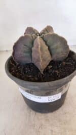 MATRIZ ASTROPHYTUM cv KIKKO Nº 1032 – vaso 15 - Imagem 2