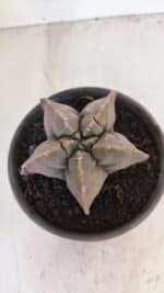 MATRIZ ASTROPHYTUM cv KIKKO Nº 1032 – vaso 15 - Imagem 3