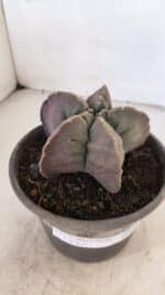 MATRIZ ASTROPHYTUM cv KIKKO Nº 1032 – vaso 15 - Imagem 6