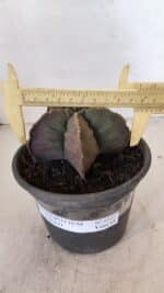 MATRIZ ASTROPHYTUM cv KIKKO Nº 1032 – vaso 15 - Imagem 4