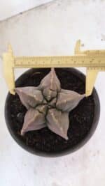 MATRIZ ASTROPHYTUM cv KIKKO Nº 1032 – vaso 15