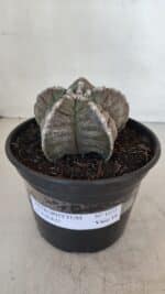 ASTROPHYTUM cv KIKKO Nº 1033 – vaso 15 - Imagem 2