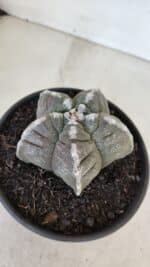 ASTROPHYTUM cv KIKKO Nº 1033 – vaso 15 - Imagem 7