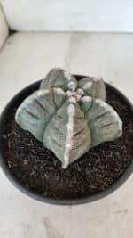 ASTROPHYTUM cv KIKKO Nº 1033 – vaso 15 - Imagem 6