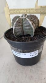 ASTROPHYTUM cv KIKKO Nº 1033 – vaso 15 - Imagem 4