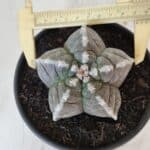 ASTROPHYTUM cv KIKKO Nº 1033 – vaso 15