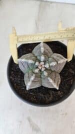 ASTROPHYTUM cv KIKKO Nº 1033 – vaso 15