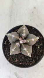 ASTROPHYTUM cv KIKKO Nº 1034 – vaso 11 - Imagem 3